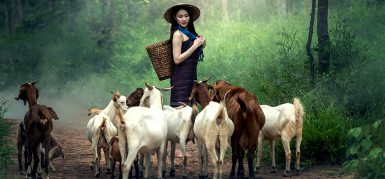 5 Elements That Are Essential for Goat Care