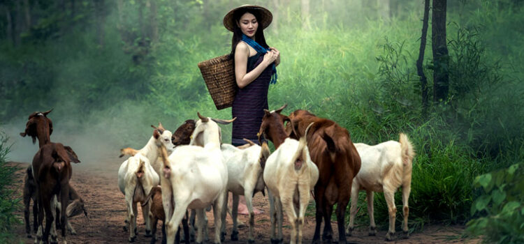5 Elements That Are Essential for Goat Care 5 Elements That Are Essential for Goat Care
