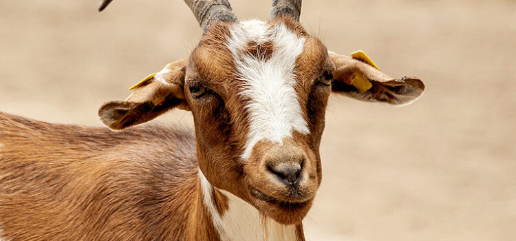 5 Most Popular Breeds of Goats in the World 5 Most Popular Breeds of Goats in the World