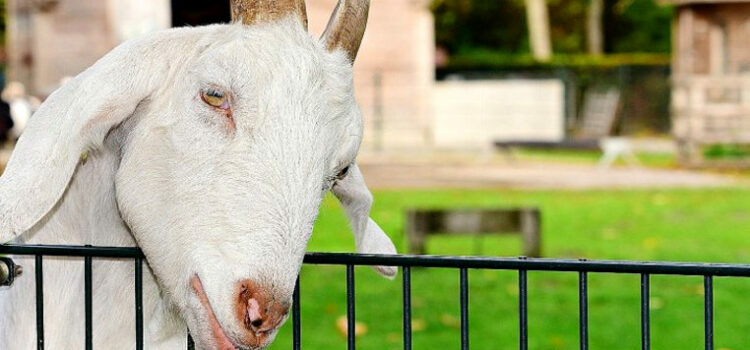 4 Tips for Raising Goats in the City
