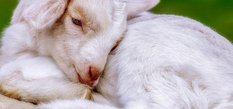 Caring for Baby Goats After Their Birth