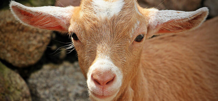 4 Less Well-Known Facts About Goats