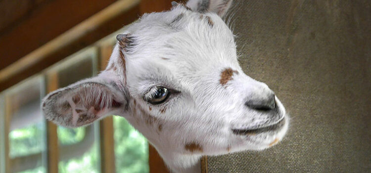 5 Things to Do for Raising Dairy Goats