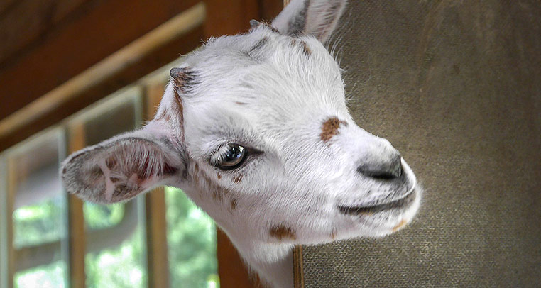 5 Things to Do for Raising Dairy Goats unitedcaprinenews