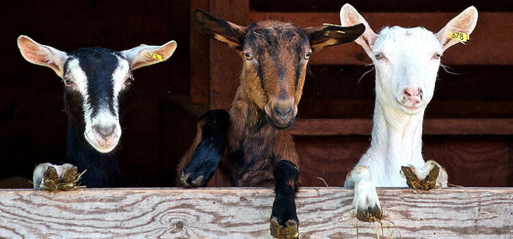 Protect Your Goats From These 6 Diseases