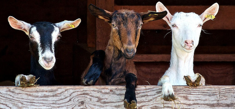 Protect Your Goats From These 6 Diseases Protect Your Goats From These 6 Diseases