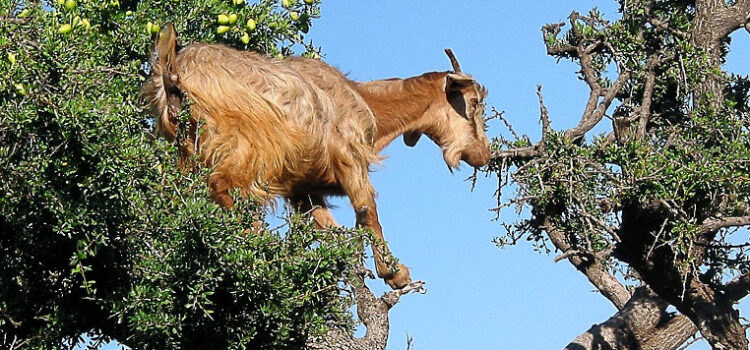 Some Interesting Facts About Goats Climbing the Trees